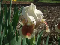 Red Heart_.webp