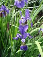 DSC05390.webp