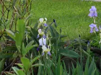 P1080433 iris.webp