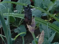 P1080434 iris.webp