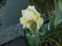 P1080473 iris.webp