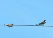 Januar 2011 053v.webp