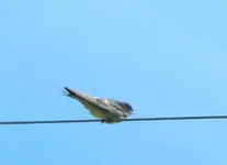 Januar 2011 062v.webp