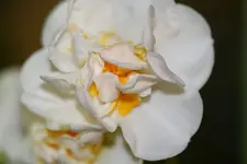 Duftnarzisse1.webp