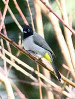 _MG_1417.webp