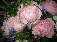 IMG_2556.webp