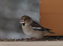 Kernbeisser1.webp