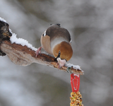 Kernbeisser2.webp