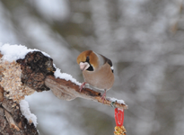Kernbeisser5.webp