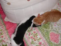 DSCN1632.webp