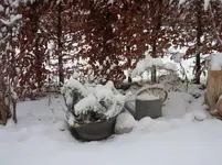 Garten im Schnee 007.webp