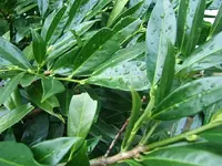 DSCF4796.webp