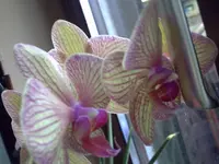 PICT0374.webp