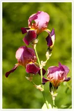 HG_02.webp