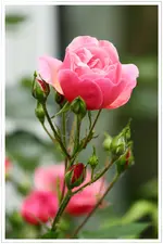 HG_03.webp