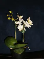 Miniorchideen 004.webp