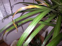 IMG00135-20110116-1233.webp
