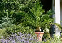 IMG_0071 31-07-2008.webp