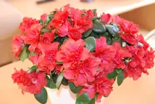 DSC_0001.webp