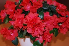 DSC_0003.webp