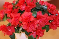 DSC_0004.webp