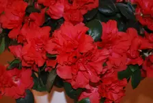DSC_0008.webp