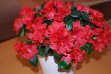 DSC_0012.webp