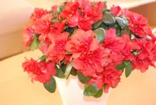 DSC_0014.webp