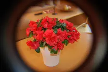 DSC_0016.webp