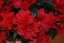 DSC_0017.webp