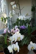 DSC02941.webp