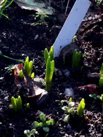SDC13023.webp