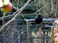 SDC13029.webp