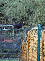 SDC13032.webp
