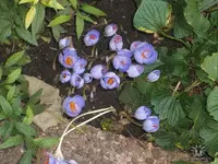 Safrankrokus.webp