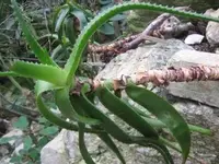Bild 7063.webp