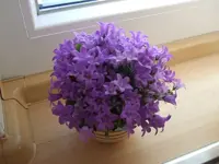 glockenblume2.webp