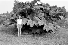 gunnera.webp