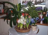 Frühling10 002.webp