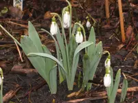 Frühling10 011.webp