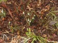 Frühling10 015.webp