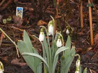 Frühling10 010.webp