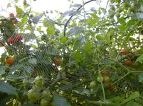 Blüten 030.webp