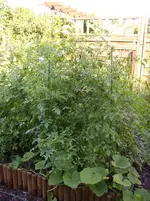 Garten 004.webp