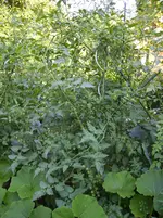 Garten 005.webp