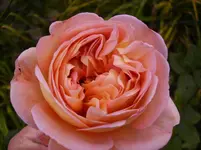 N 064.webp