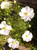 Deko 06-2010 037.webp