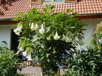 haus 065.webp