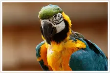 HG_050.webp