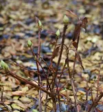 erste Azaleenspitzen.webp